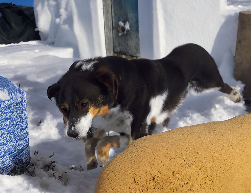 Black and Tan Dog Stepping Over Object in Snow Beside Blue Surface