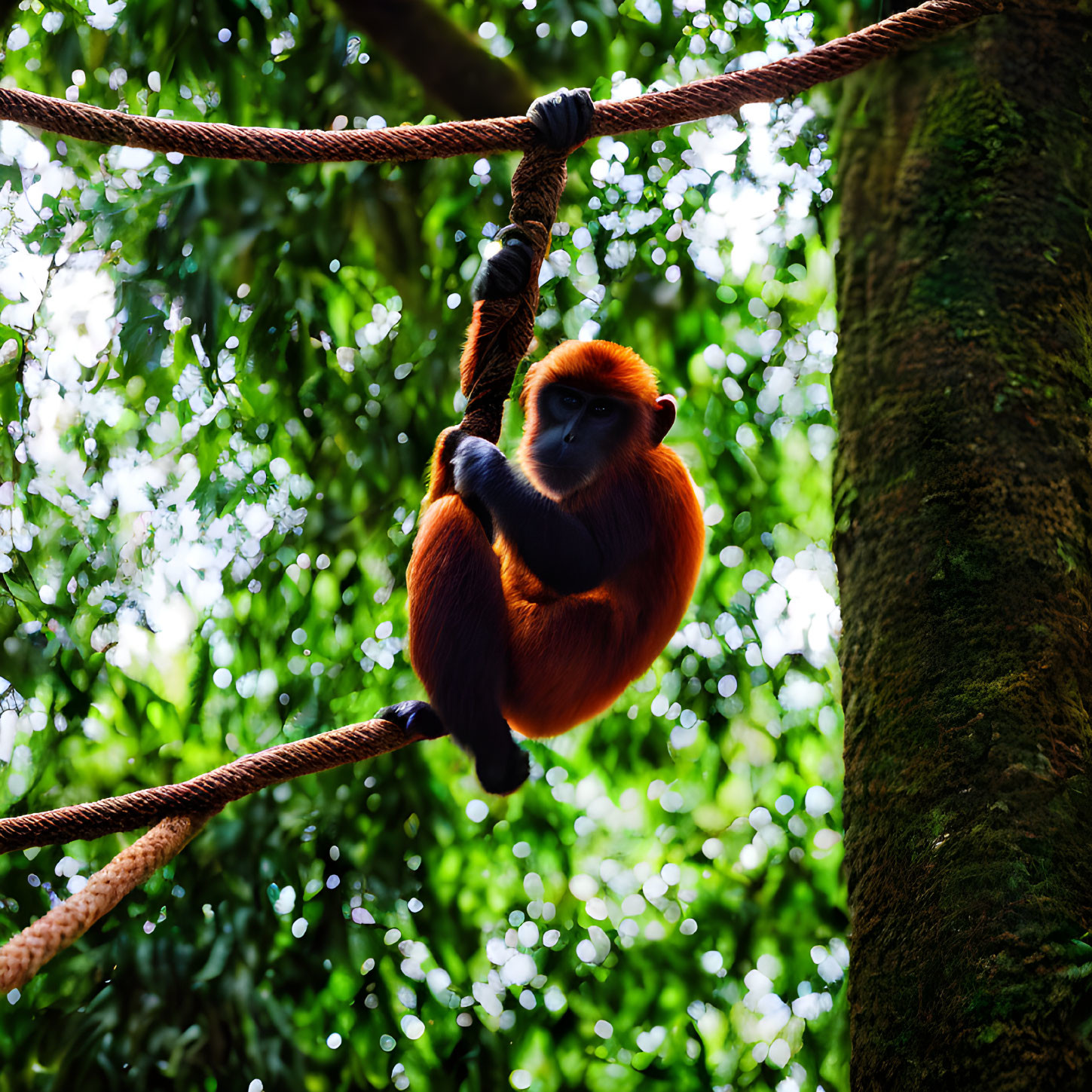 Red-haired monkey hanging on thick rope in lush green foliage