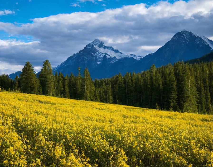 Yellow flowers field, coniferous forest, snow-capped mountain under blue sky