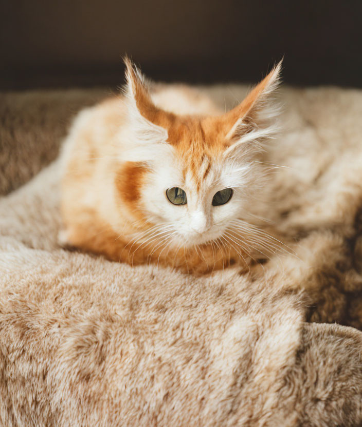 Fluffy Orange and White Cat with Large Expressive Eyes on Brown Blanket