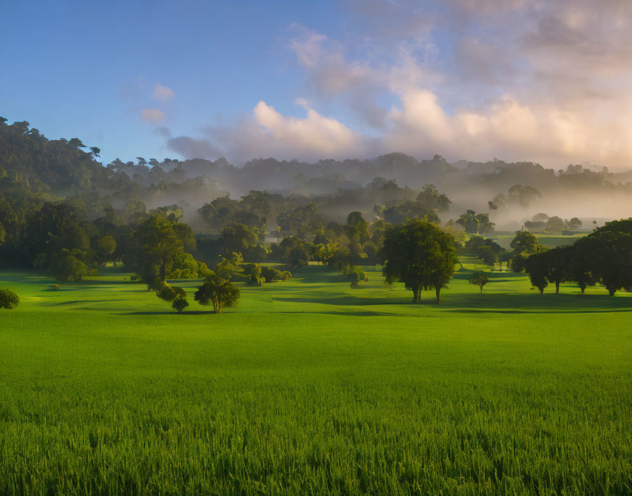 Scenic green field under blue sky with trees and sunlight