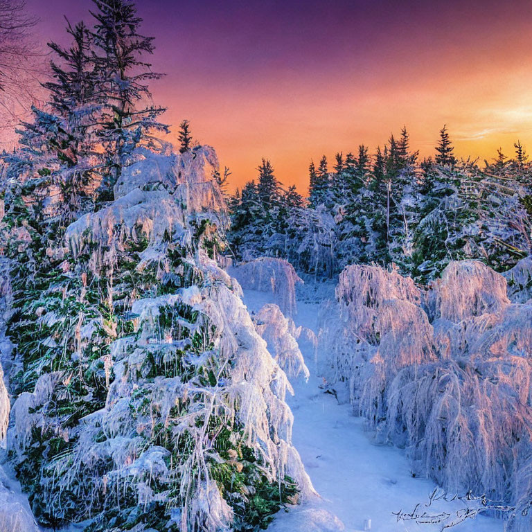 Snow-covered trees in vibrant winter sunrise landscape