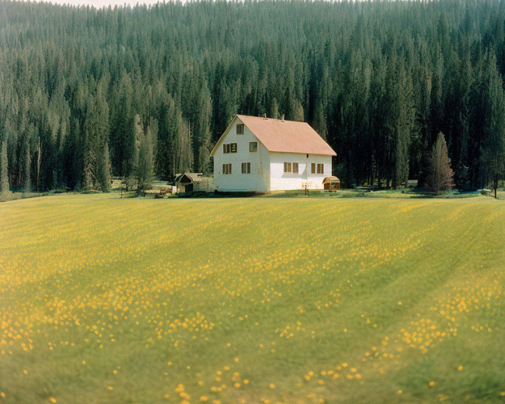 White House with Gable Roof in Green Meadow and Forest