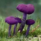 Surreal psychedelic landscape with purple mushrooms and floating orbs
