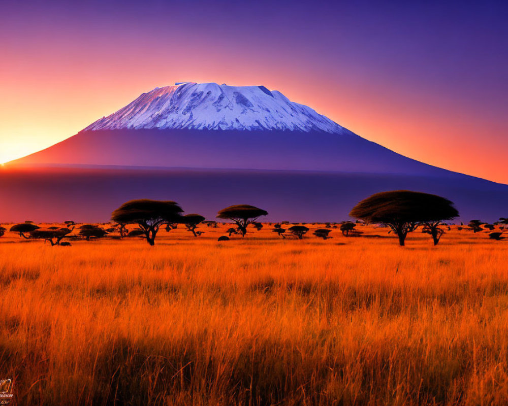 Sunset view of Mount Kilimanjaro over savannah with acacia trees