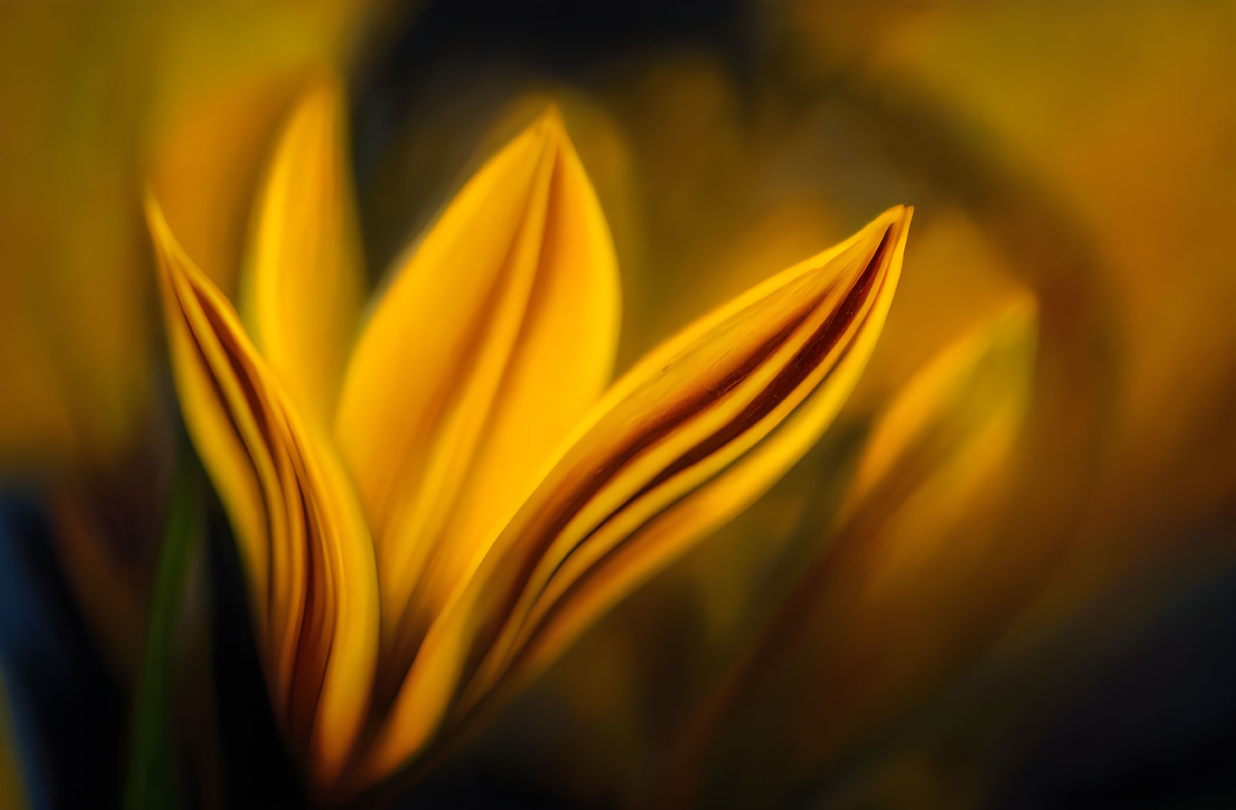 Vibrant Yellow Flower Close-Up with Soft Focus Background