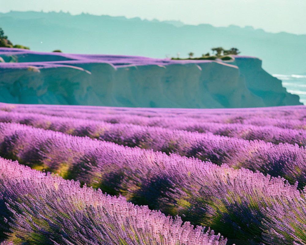 Lavender Field in Bloom with Sea Cliff and Ocean Horizon