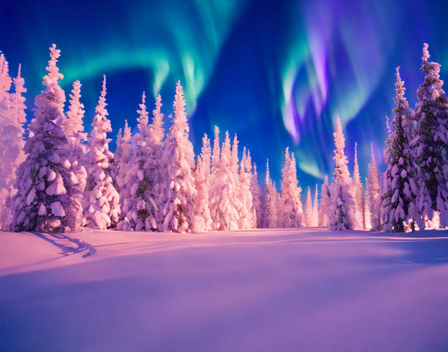 Winter scene: Snowy trees under vibrant purple aurora borealis