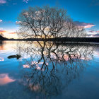 Twilight landscape with submerged trees reflecting in calm water