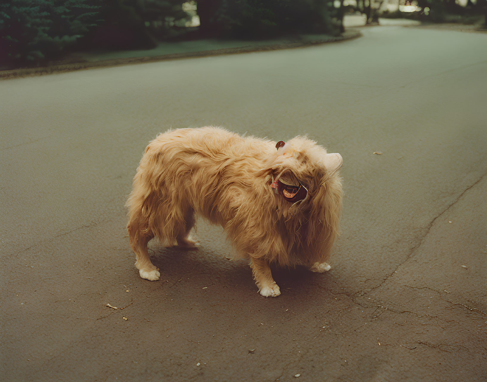 Beige fluffy dog playfully stretching on road