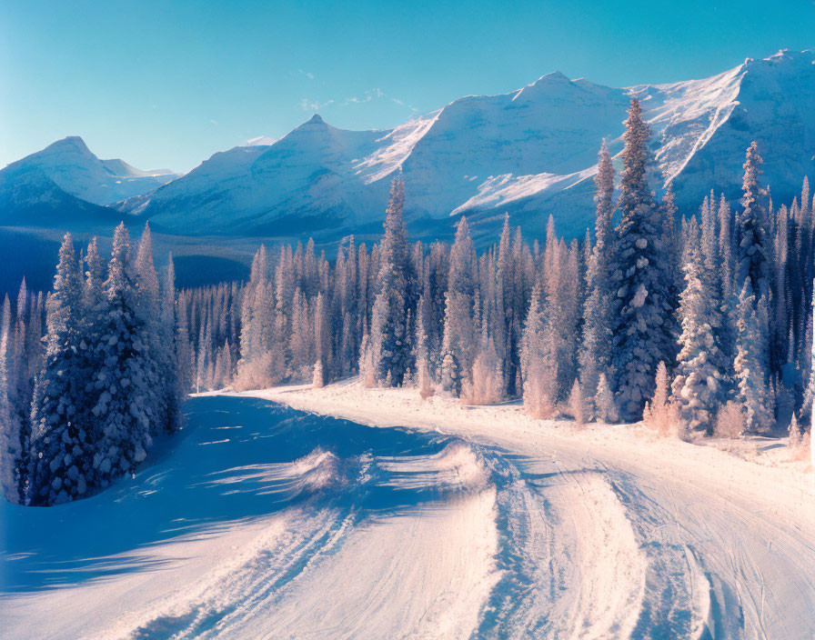 Snow-covered fir trees along curving road with mountain peaks and clear blue sky