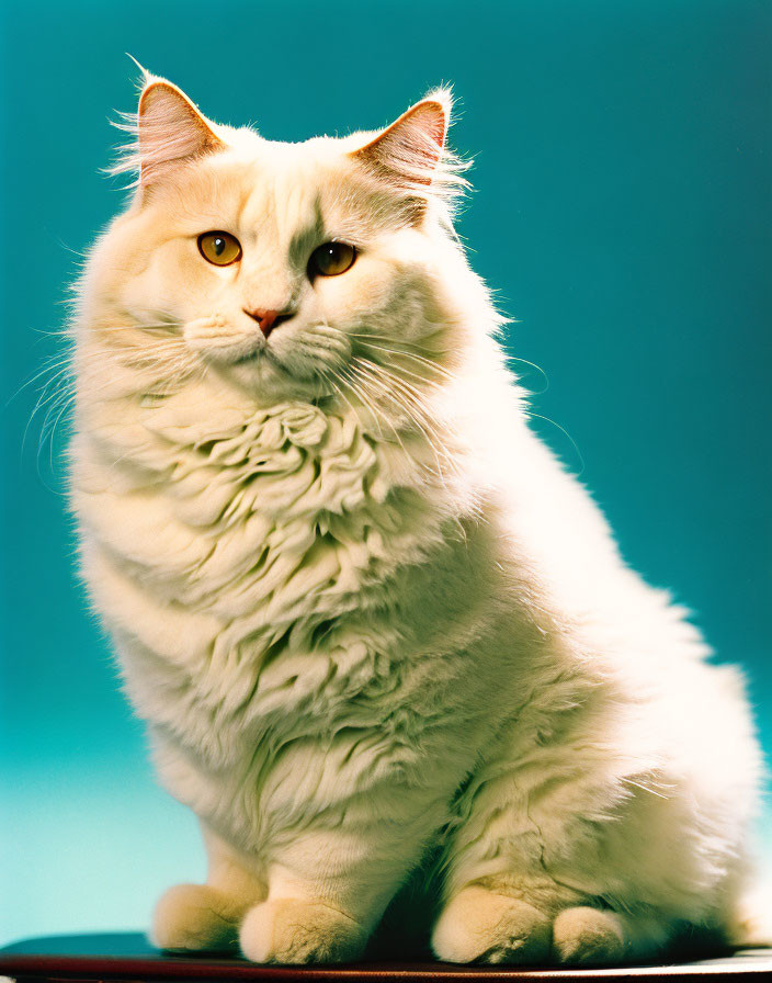 Fluffy White Cat with Amber Eyes on Turquoise Background
