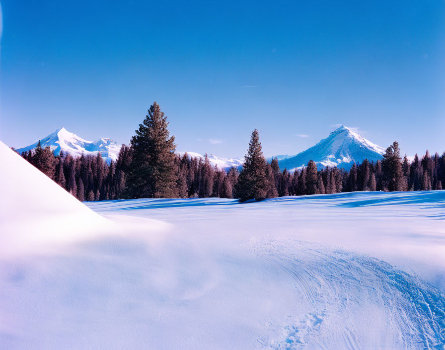 Snow-covered Winter Landscape with Coniferous Trees