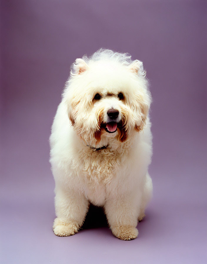 Happy white dog against purple background