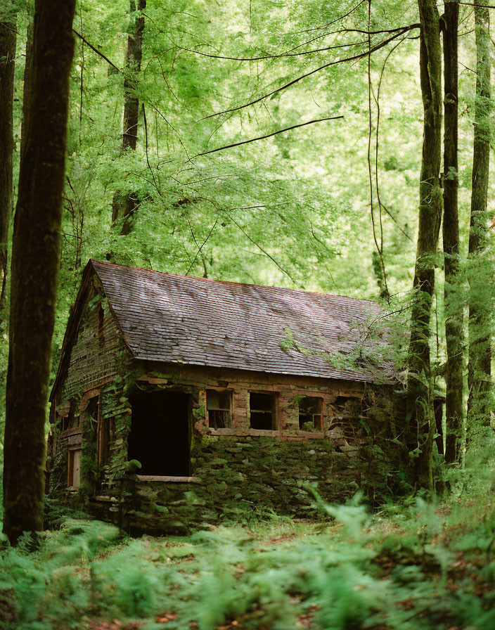 Moss-Covered Stone Cottage in Green Forest with Sunlight