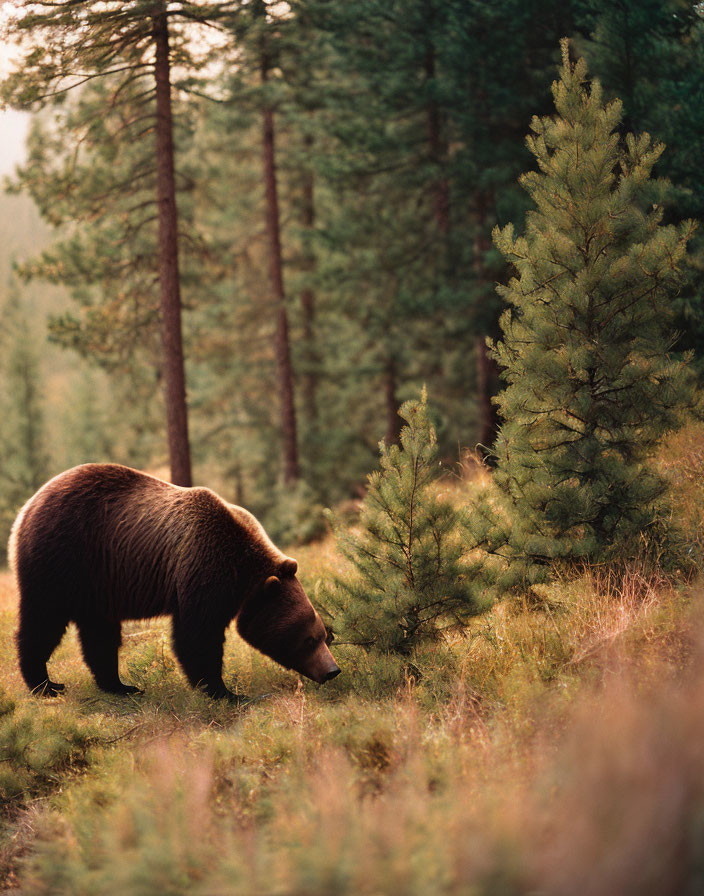 Brown bear in serene pine forest with lush green surroundings