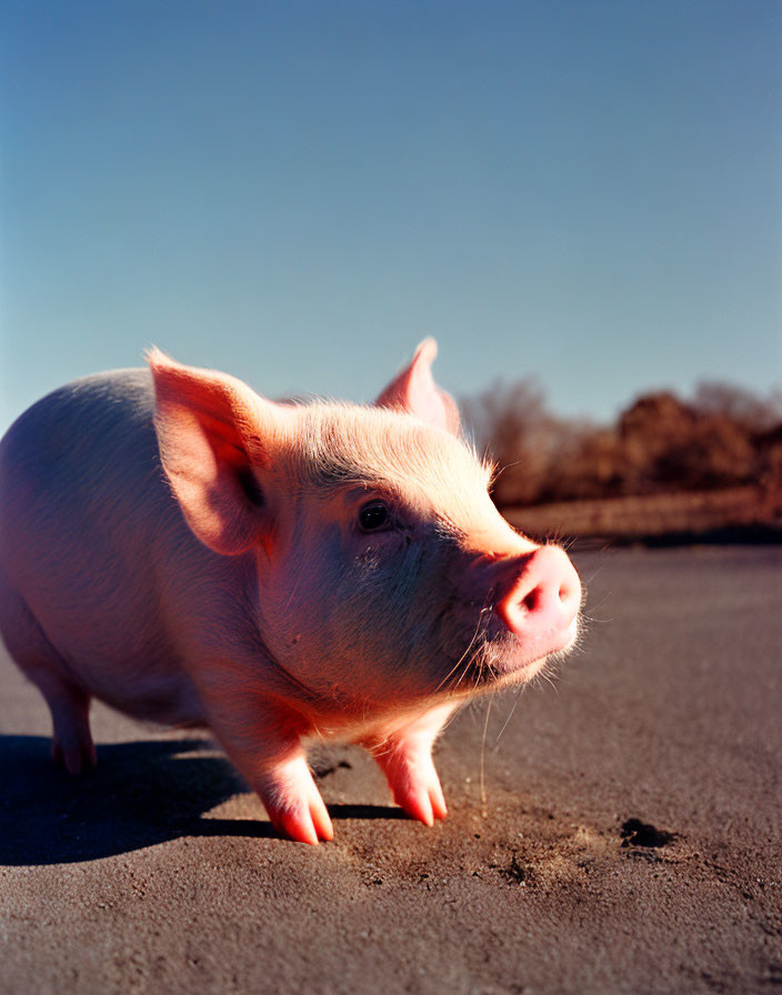Pink piglet on dirt road with trees under clear blue sky