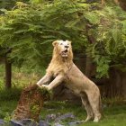 Male lion playfully confronts another lion in grassy setting.