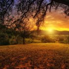 Tranquil sunset with golden hues over field and tree branches
