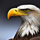 Bald Eagle Close-Up: Sharp Beak, Intense Yellow Eyes