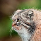 Manul cat with dense fur coat and yellow eyes on green background