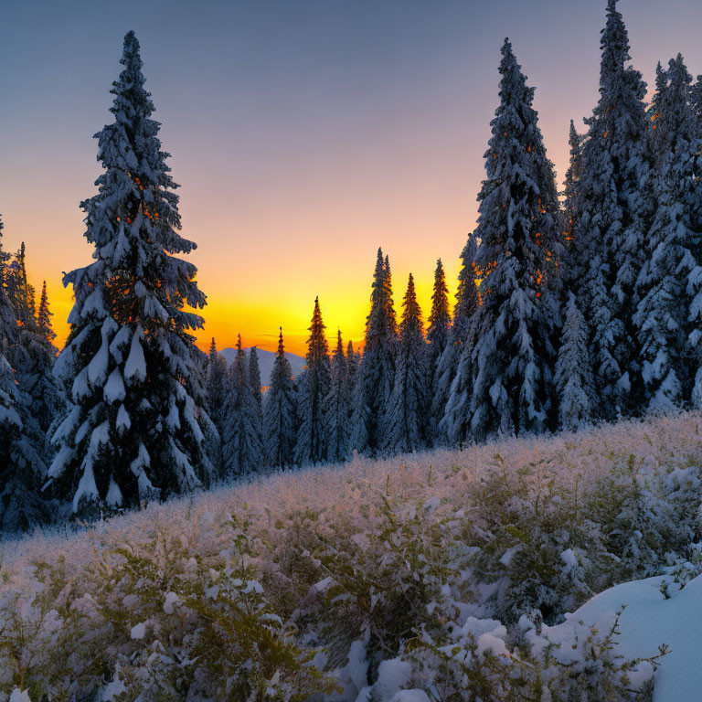Winter scene: snow-covered trees against warm sunset hues