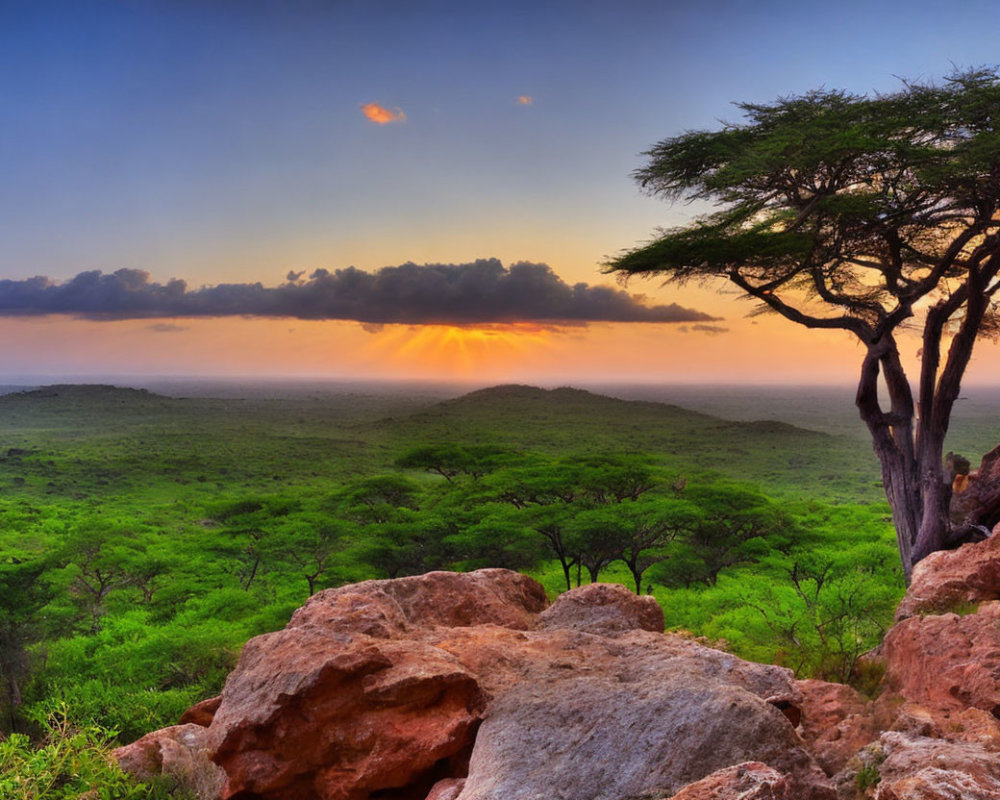 Tranquil savanna sunset with lush foliage and acacia tree silhouette