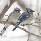 Vibrantly colored birds on branch in snowy backdrop