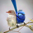 Vibrantly colored birds with blue hue on branch, one with upright tail
