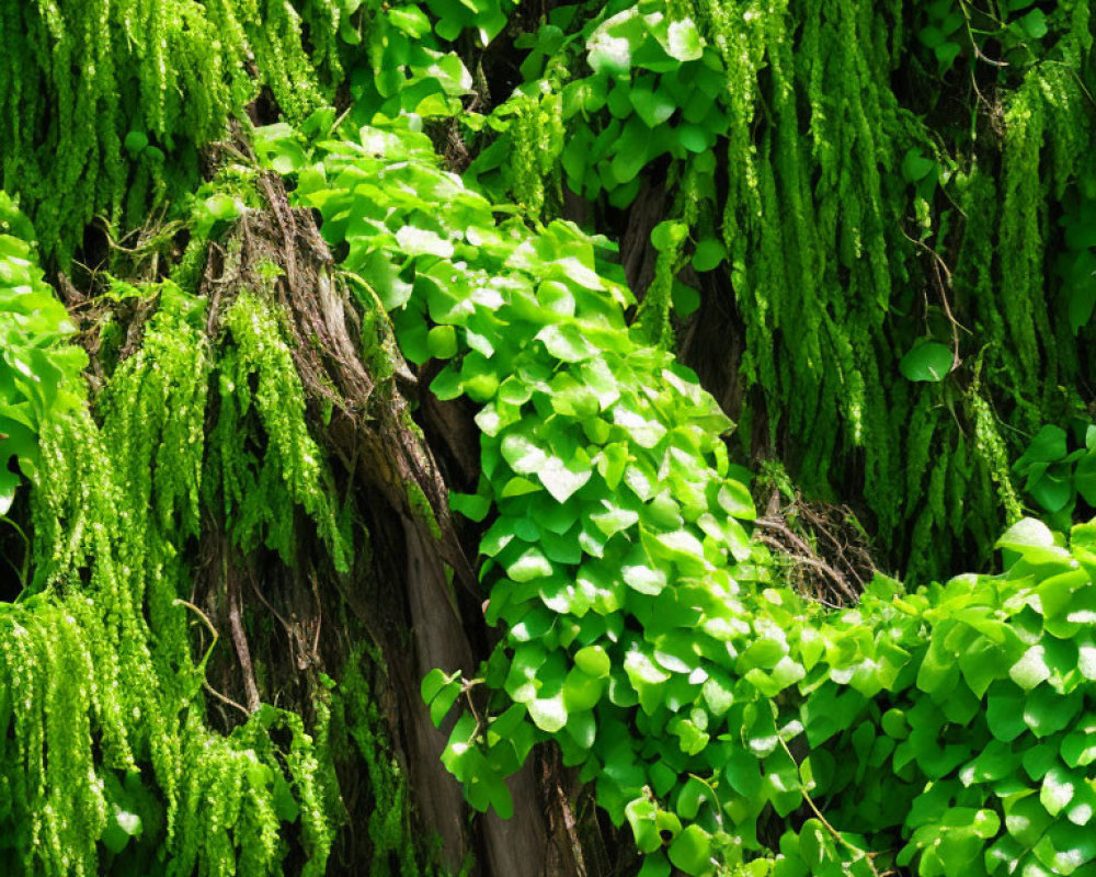 Vibrant green leaves cascading over textured tree trunk in lush image