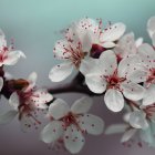 Delicate Cherry Blossoms on Soft Teal Background
