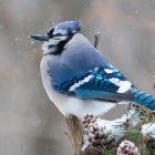 Blue and White Bird on Pine Branch with Snowflakes