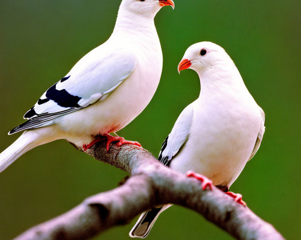 Two White Pigeons with Black Markings Perched on Branch Against Soft Green Background