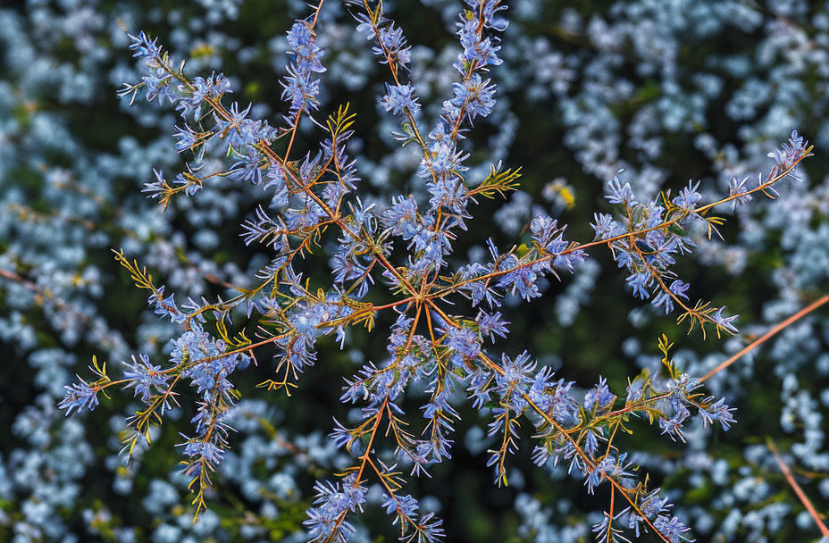 Small Blue Flowers on Delicate Branches Against Blurred Green Background