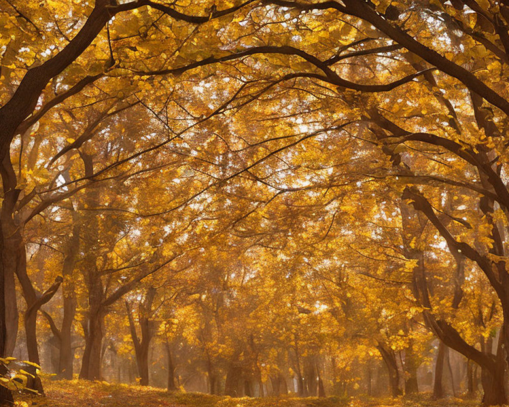 Tranquil Autumn Forest Scene with Golden Leaves