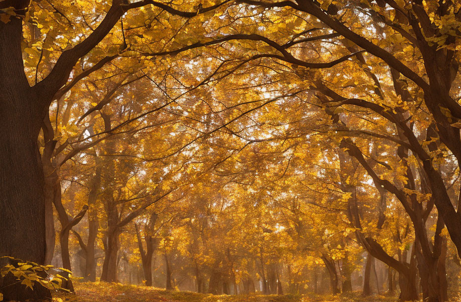 Tranquil Autumn Forest Scene with Golden Leaves