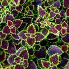 Vibrant green and purple leafy plant with rich texture and color contrast