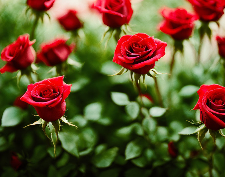 Multiple red roses blooming with lush green leaves, one prominent.