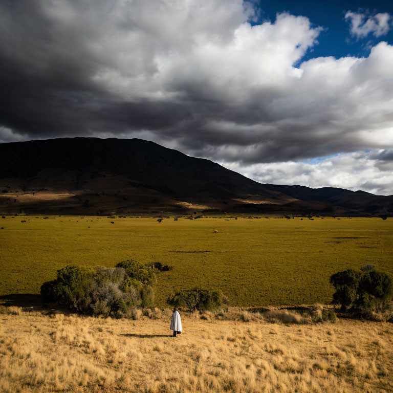 Solitary figure in white in vast field with golden grass and dramatic sky