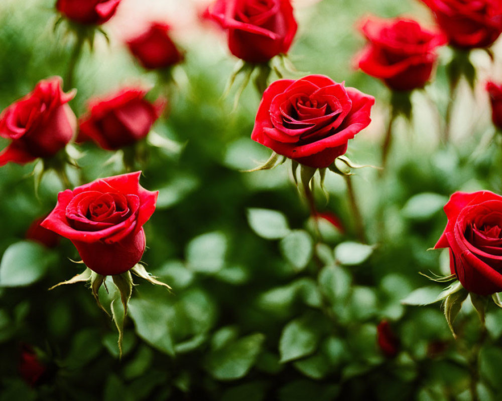 Multiple red roses blooming with lush green leaves, one prominent.