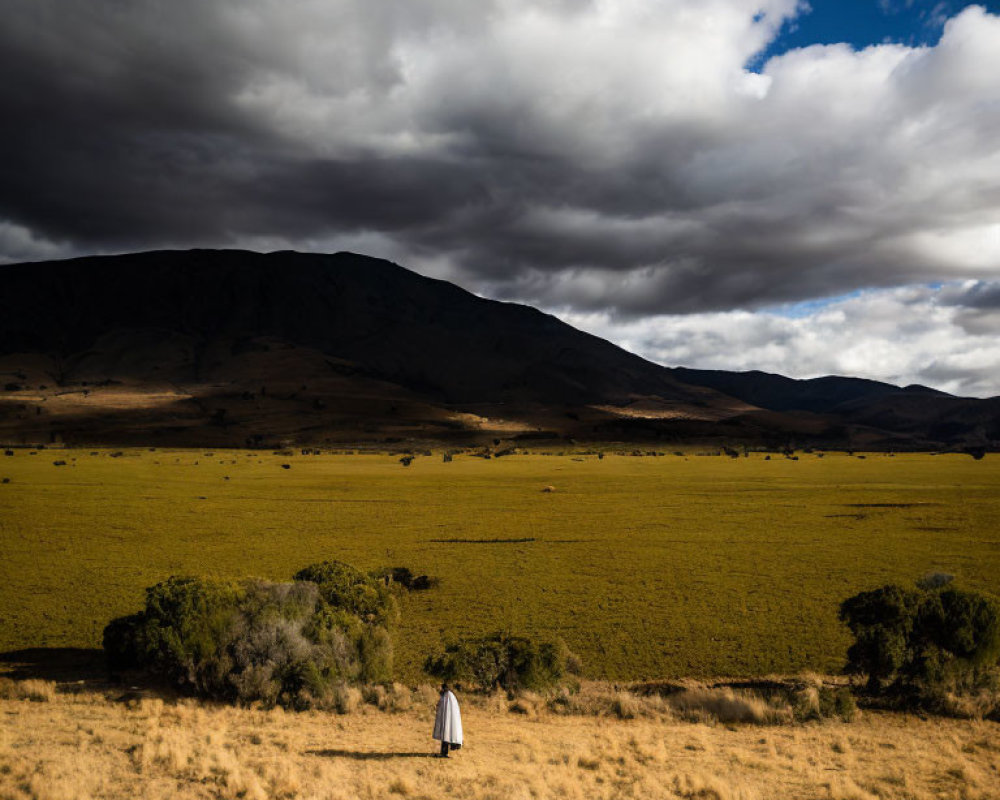 Solitary figure in white in vast field with golden grass and dramatic sky