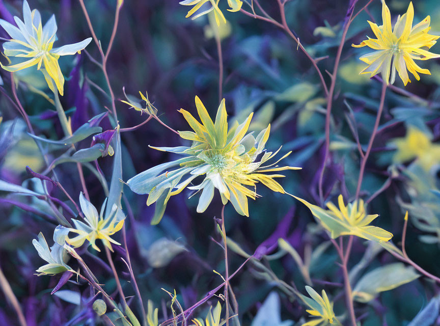 Yellow Flowers with Slender Petals Among Purple Leaves: Natural Color Contrast