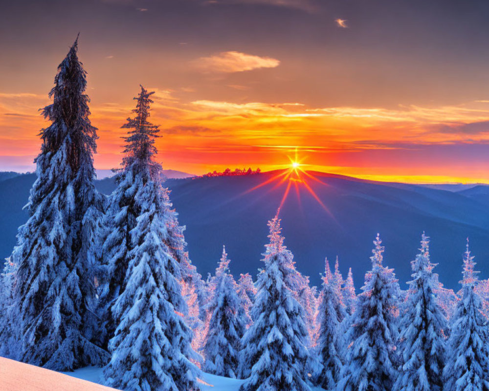 Winter scene: snow-covered pine trees under vibrant sunset rays.