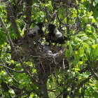 Colorful Bird with White and Brown Head in Nest Among Green Foliage