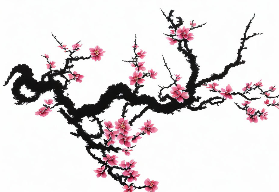 Cherry Blossom Branch Ink Illustration on White Background
