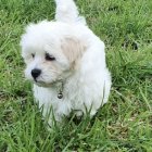 Fluffy White Puppy on Green Clover Bed