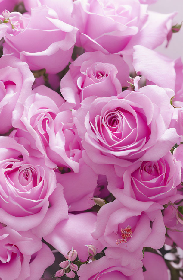 Pink Roses Bouquet in Various Bloom Stages on Soft Background