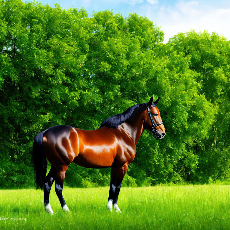 Chestnut horse with white leg markings in lush green field
