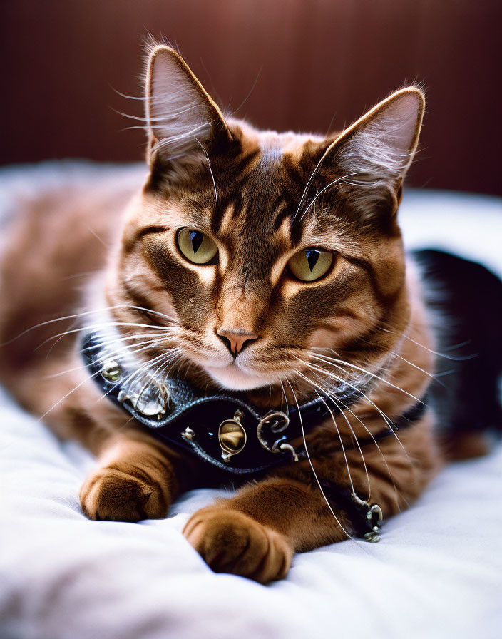 Brown Tabby Cat with Green Eyes Wearing Studded Collar on Bed
