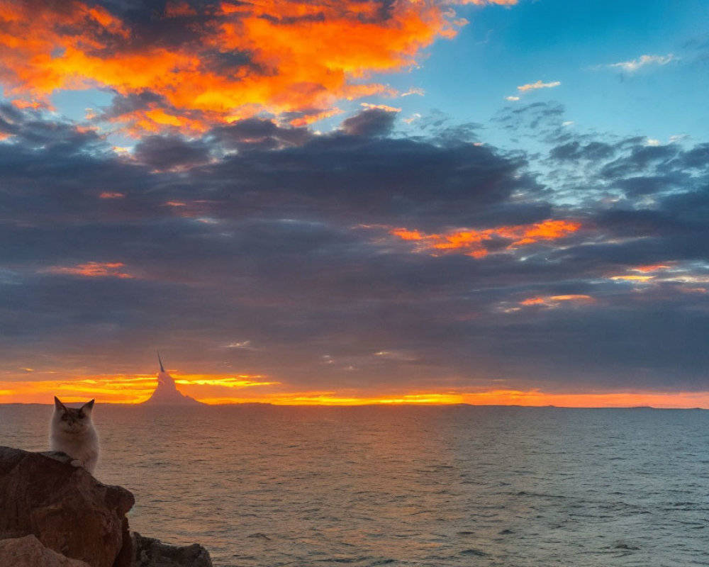 Cat sitting on rock under fiery sunset sky by sea